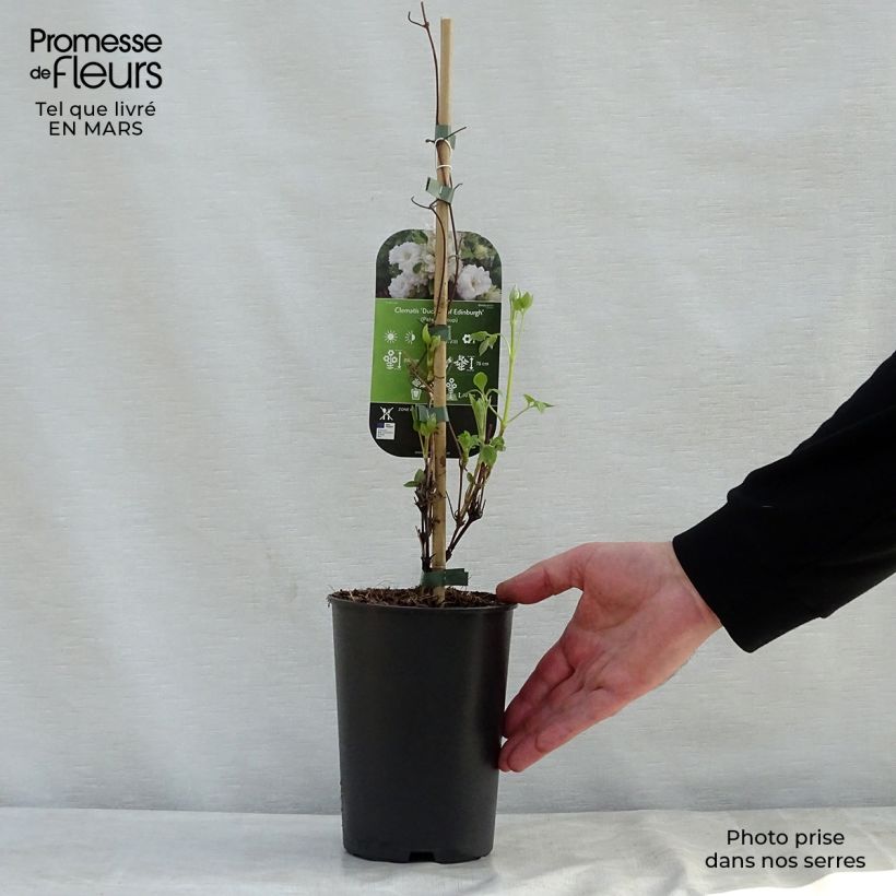Exemplaar van Clematis patens Duchess of Edinburgh - Bosrank Pot van 2 l/3 l zoals geleverd in de lente