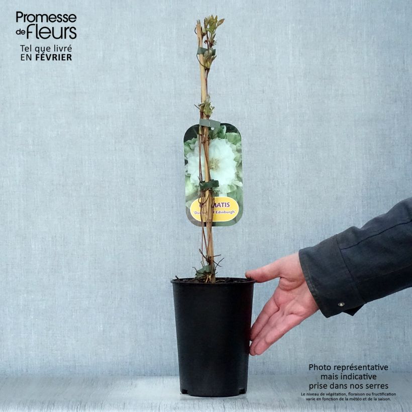 Example of Clématite - Clematis Duchesse d'Edimbourg Pot van 2 l/3 l as you get in hiver