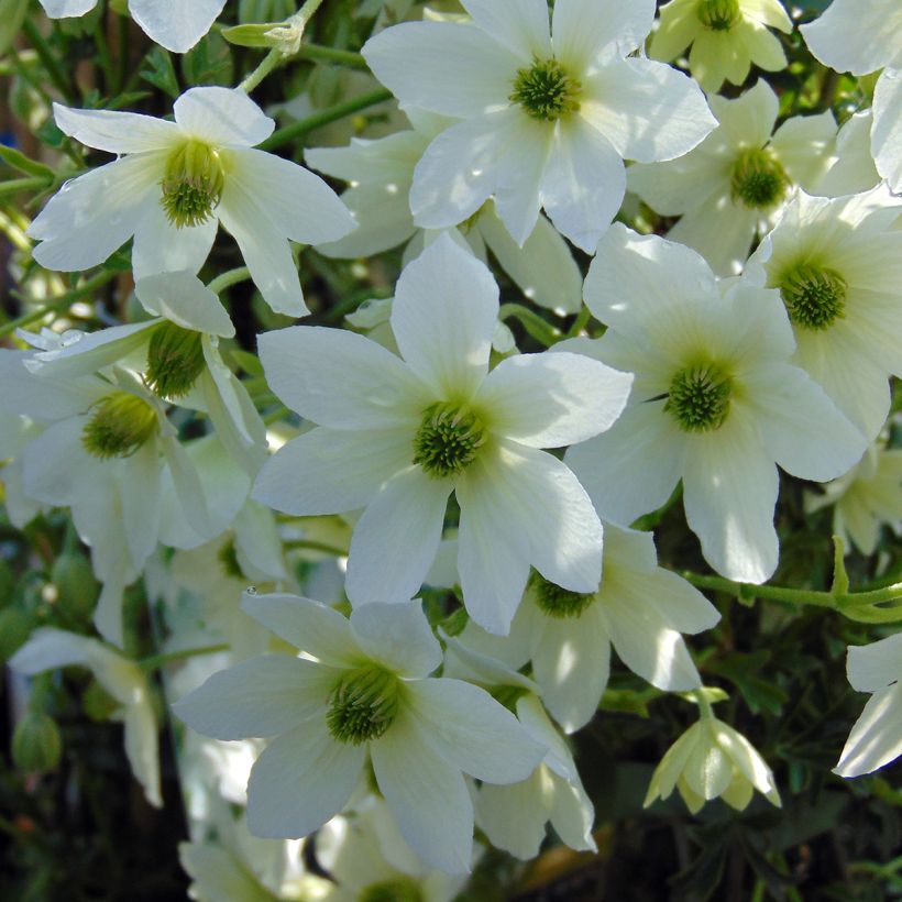 Clematis Early Sensation - Bosrank (Flowering)