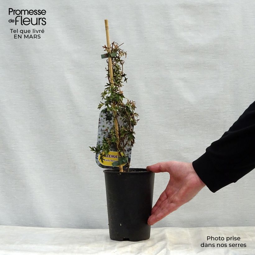 Exemplaar van Clematis Early Sensation - Bosrank Pot van 2 l/3 l zoals geleverd in de lente