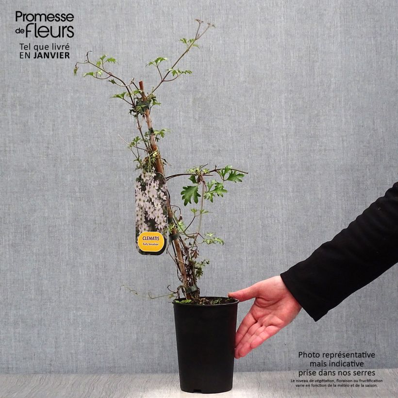 Example of Clématite - Clematis Early Sensation Pot van 2 l/3 l as you get in hiver