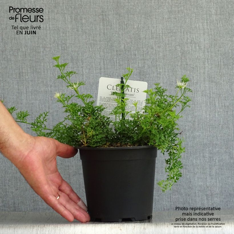 Exemplaar van Clematis Emerald Dream - Bosrank Pot van 1 l/1,5 l zoals geleverd in de zomer