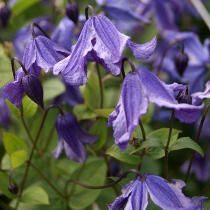 Clematis Eriostemon - Bosrank (Flowering)