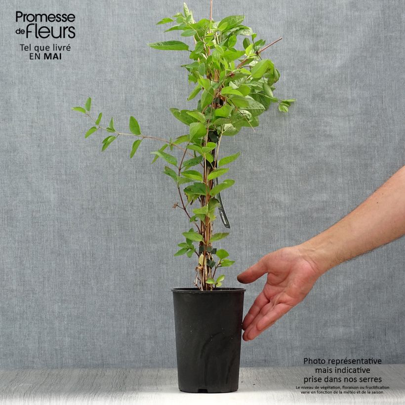 Exemplaar van Clematis Eriostemon - Bosrank Pot van 2 l/3 l zoals geleverd in de lente