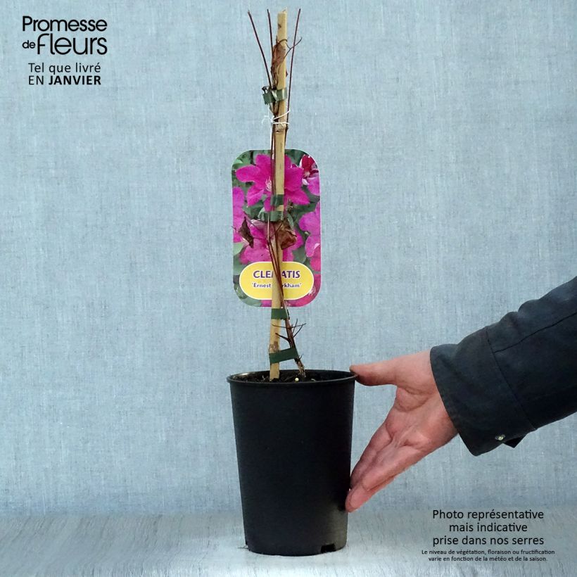 Example of Clematis viticella Ernest Marckham - Italiaanse clematis Pot van 2 l/3 l as you get in hiver