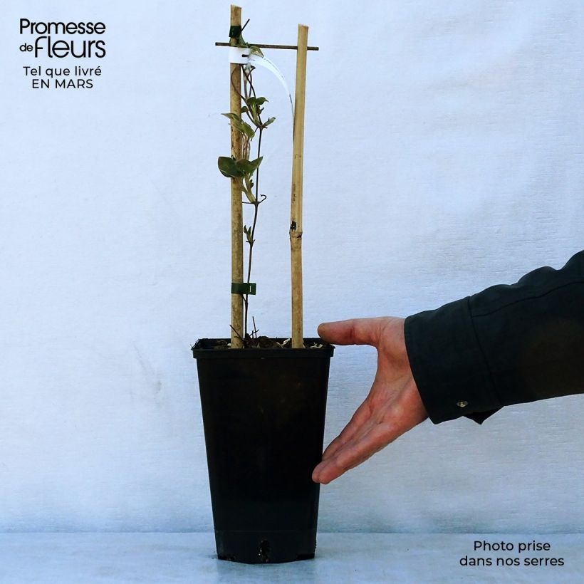 Exemplaar van Clematis Etoile Nacrée - Grootbloemige clematis Pot van 2 l/3 l zoals geleverd in de lente