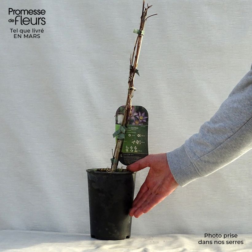 Exemplaar van Clematis patens Exciting - Bosrank Pot van 2 l/3 l zoals geleverd in de lente