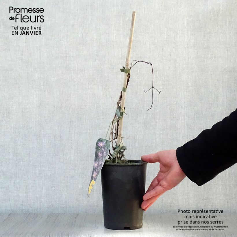 Example of Clématite - Clematis Exciting Pot van 2 l/3 l as you get in hiver