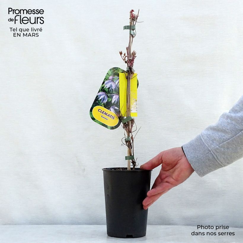 Exemplaar van Clematis Eximia - Kleinbloemige clematis Pot van 2 l/3 l zoals geleverd in de lente