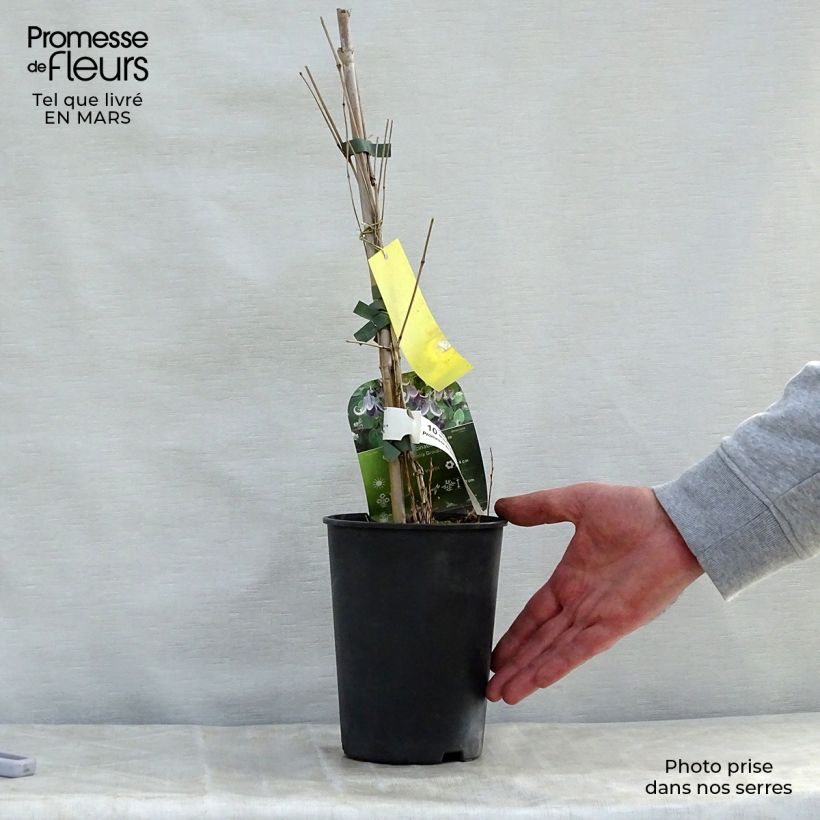 Exemplaar van Clematis diversifolia Fascination - Kleinbloemige clematis Pot van 2 l/3 l zoals geleverd in de lente