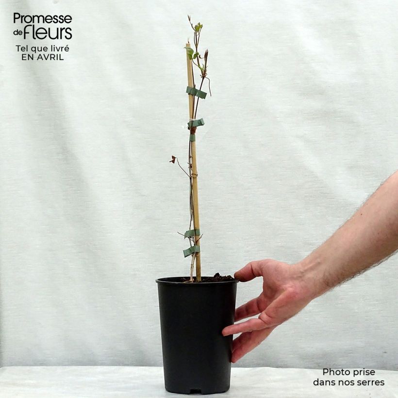 Exemplaar van Clematis florida Fond Memories - Bosrank Pot van 2 l/3 l zoals geleverd in de lente
