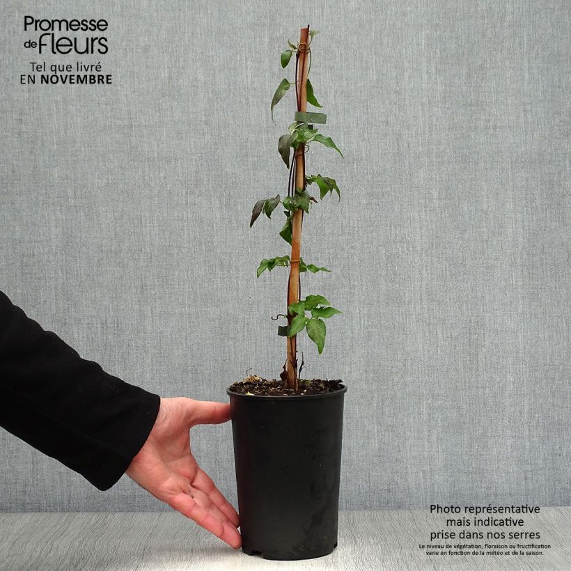 Exemplaar van Clematis florida Fond Memories - Bosrank Pot van 2 l/3 l zoals geleverd in de herfst