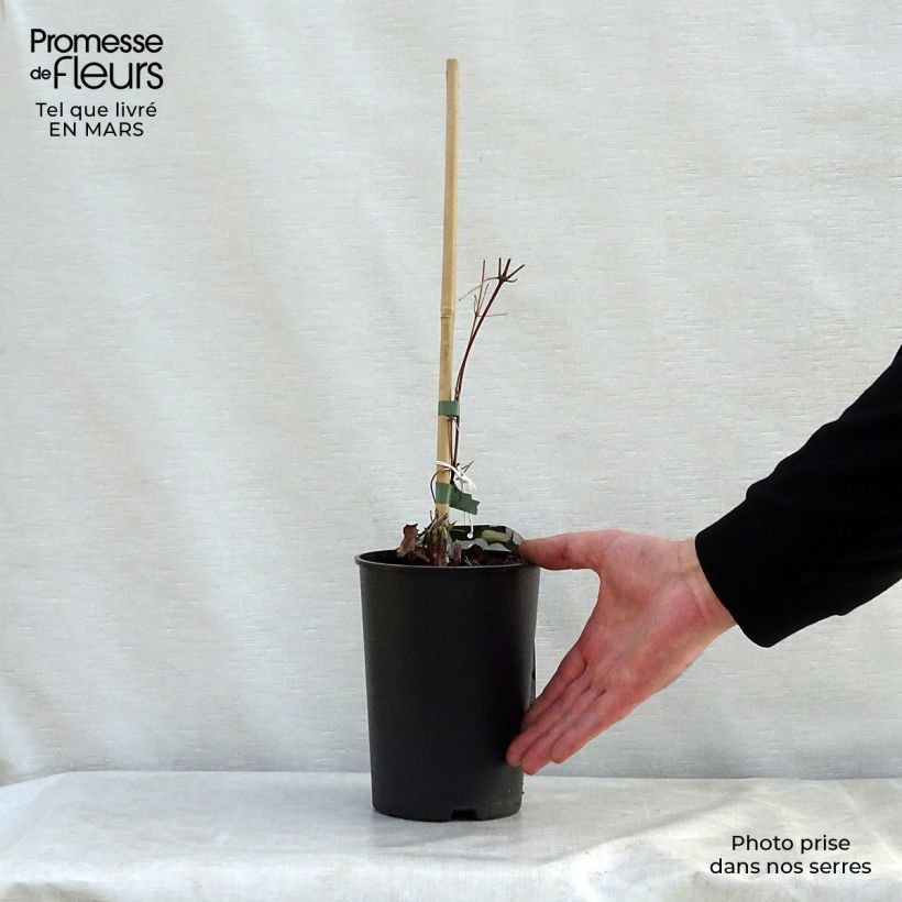 Exemplaar van Clematis jackmanii Forever Friends Zofofri - Bosrank Pot van 2 l/3 l zoals geleverd in de lente