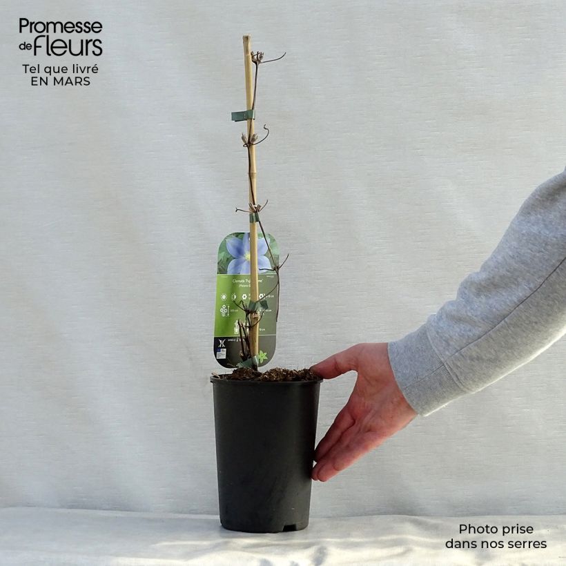 Exemplaar van Clematis patens Fuji Musume - Bosrank Pot van 2 l/3 l zoals geleverd in de lente