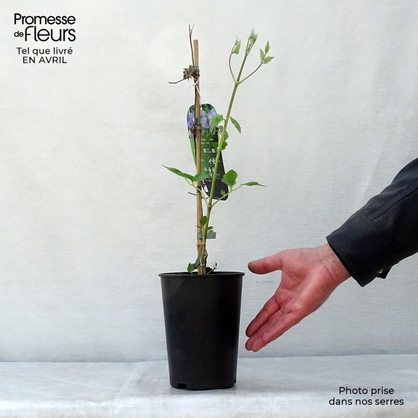 Exemplaar van Clematis patens Général Sikorski - Bosrank Pot van 2 l/3 l zoals geleverd in de lente