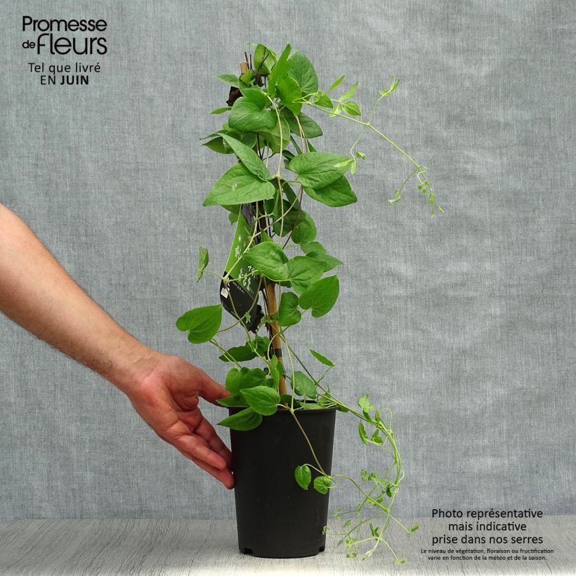Exemplaar van Clematis patens Général Sikorski - Bosrank Pot van 2 l/3 l zoals geleverd in de zomer