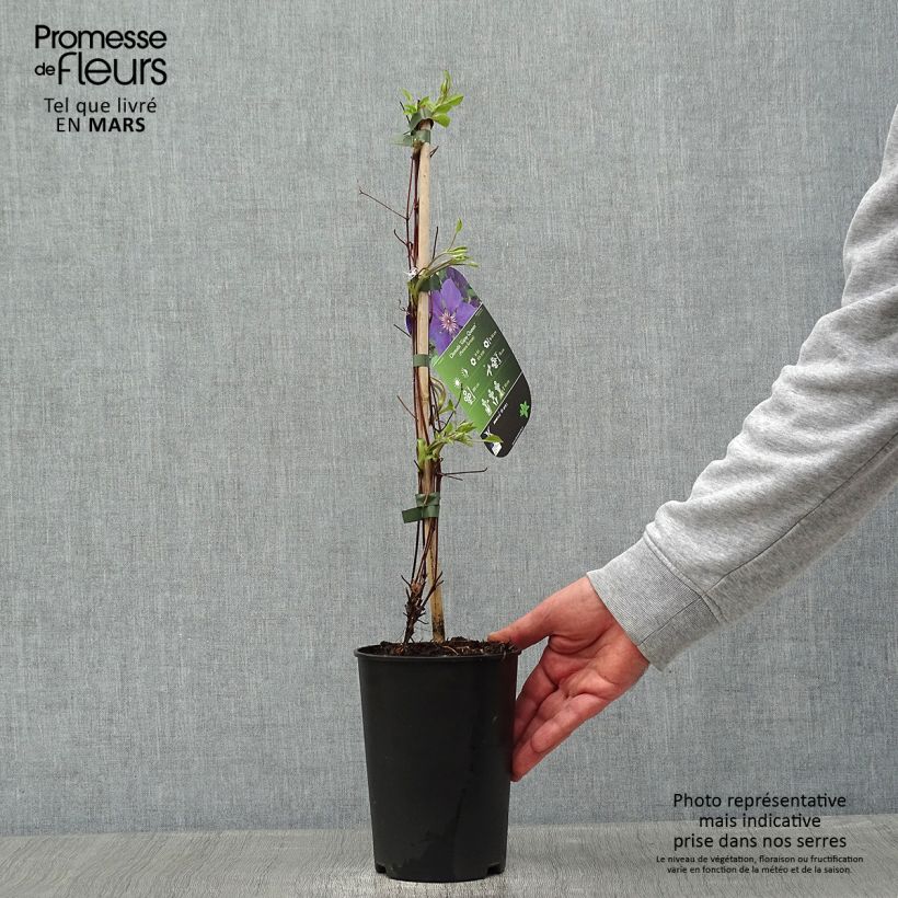 Example of Clématite - Clematis Gipsy Queen Pot van 2 l/3 l as you get in hiver