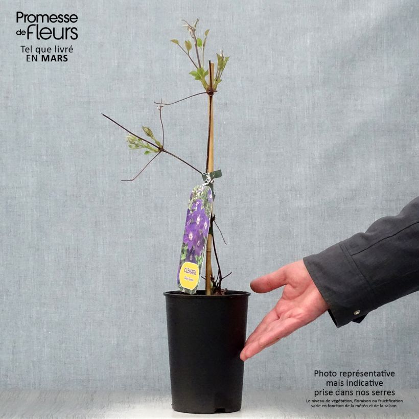 Exemplaar van Clematis Gipsy Queen - Grootbloemige clematis Pot van 2 l/3 l zoals geleverd in de lente