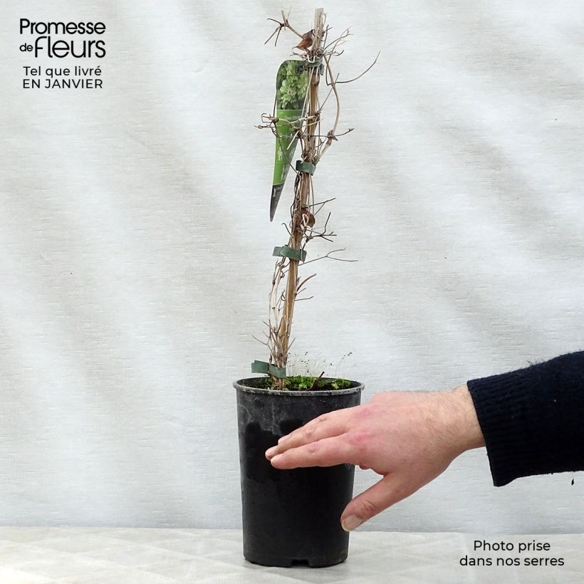 Example of Clématite - Clematis Green Passion Pot van 2 l/3 l as you get in hiver