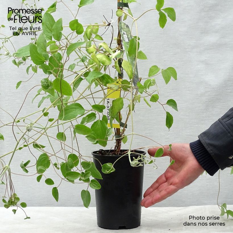 Exemplaar van Clematis Green Passion - Grootbloemige bosrank Pot van 2 l/3 l zoals geleverd in de lente