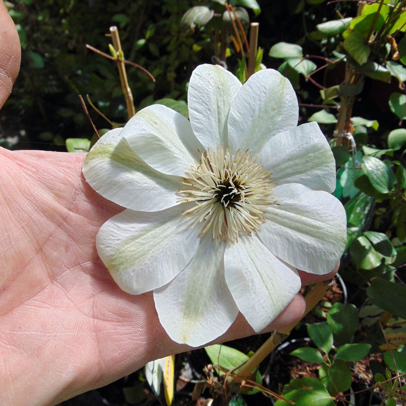 Clematis patens Guernsey Cream - Bosrank (Flowering)