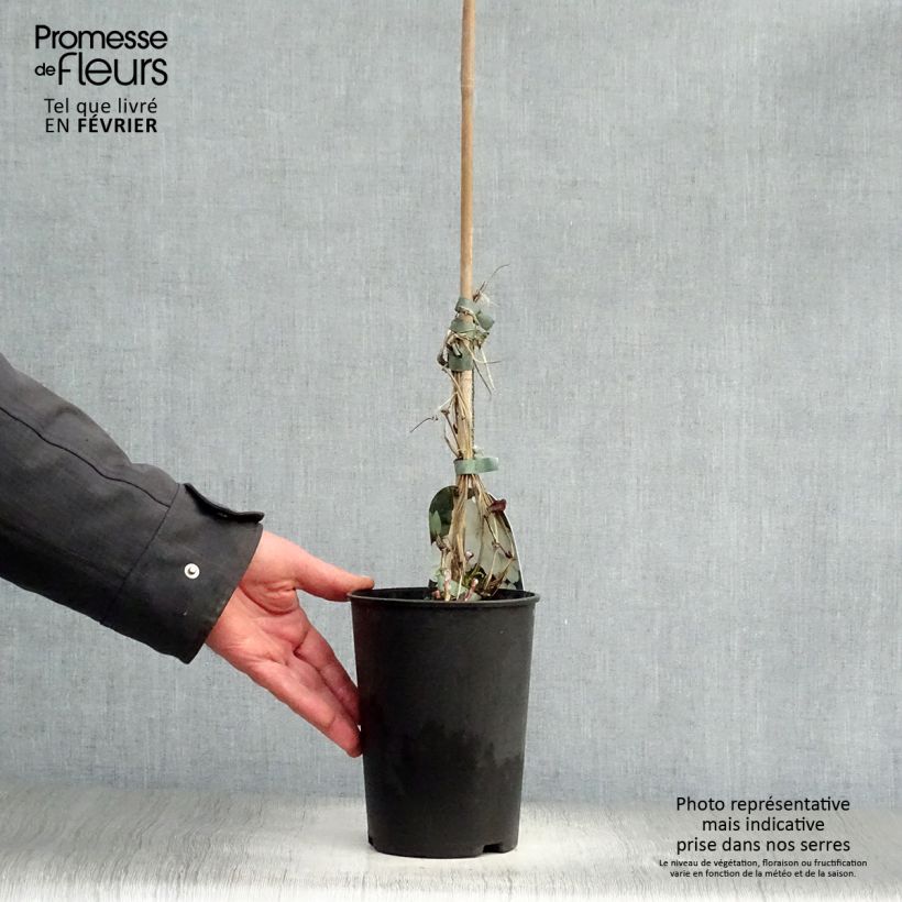 Example of Clématite - Clematis Guernsey Cream Pot van 2 l/3 l as you get in hiver