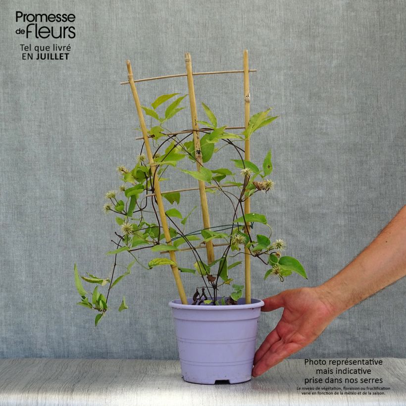 Exemplaar van Clematis Guiding Promise - Grootbloemige clematis Pot van 2 l/3 l zoals geleverd in de zomer