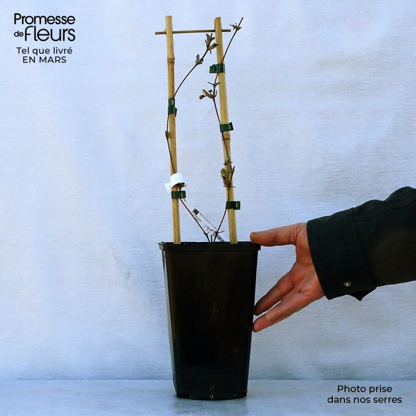 Exemplaar van Clematis H. F. Young - Grootbloemige clematis Pot van 1,5 l/2 l zoals geleverd in de lente