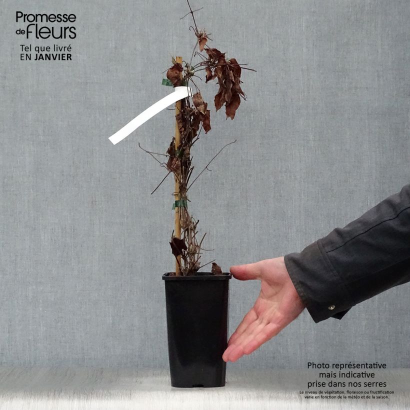 Example of Clématite - Clematis H. F. Young Pot van 1,5 l/2 l as you get in hiver