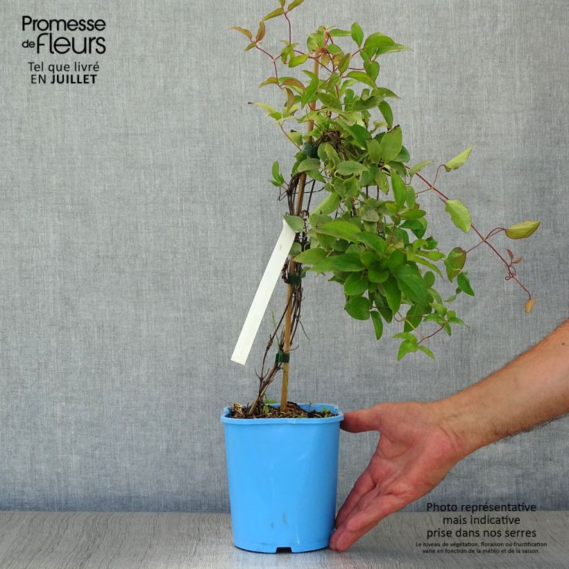 Exemplaar van Clematis H. F. Young - Grootbloemige clematis Pot van 1,5 l/2 l zoals geleverd in de zomer