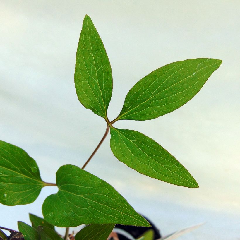 Clematis patens Hagley  - Bosrank (Foliage)