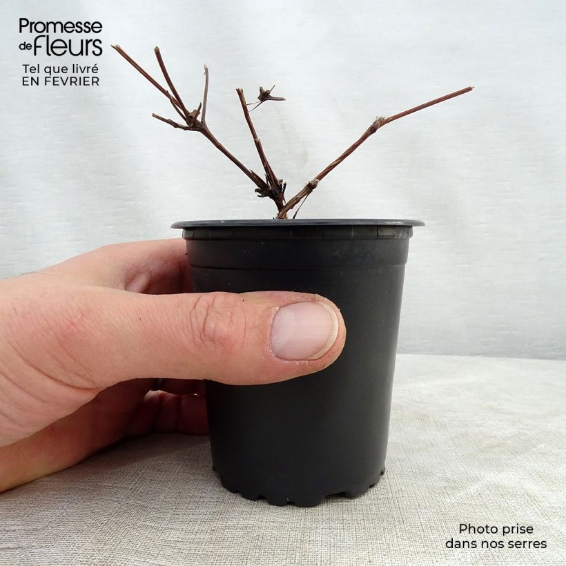 Example of Clematis patens Hagley  - Bosrank Kweekpotje van 8/9 cm as you get in hiver