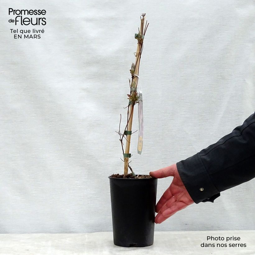 Exemplaar van Clematis patens Hagley  - Bosrank Pot van 2 l/3 l zoals geleverd in de lente