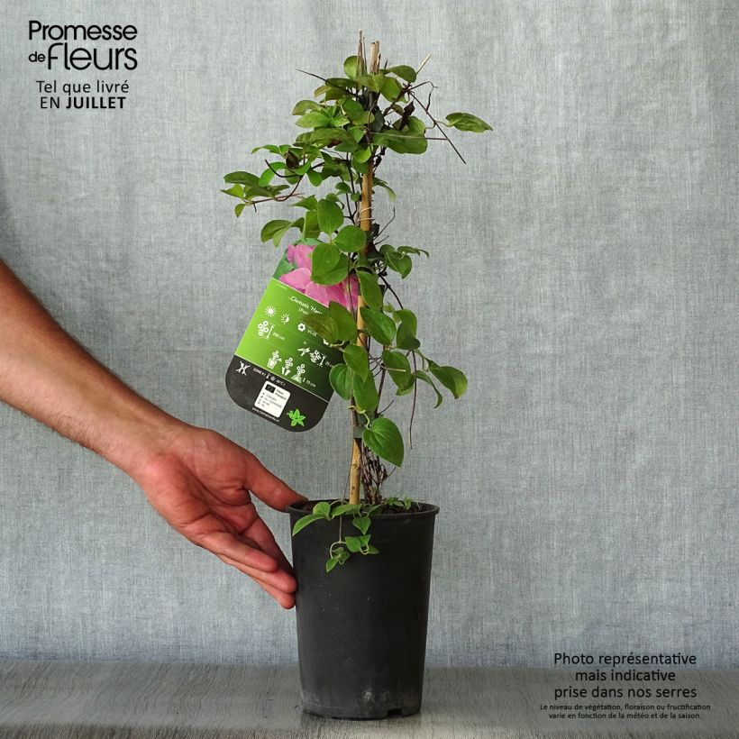 Exemplaar van Clematis patens Hanagurama - - Bosrank Pot van 2 l/3 l zoals geleverd in de zomer