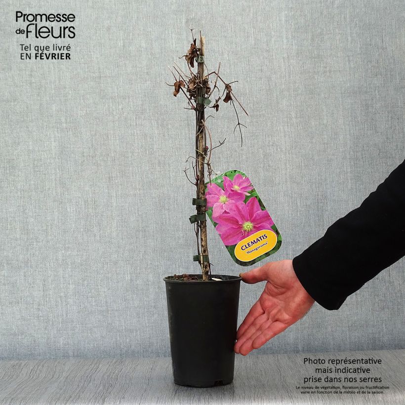 Example of Clématite - Clematis Hanagurama Pot van 2 l/3 l as you get in hiver