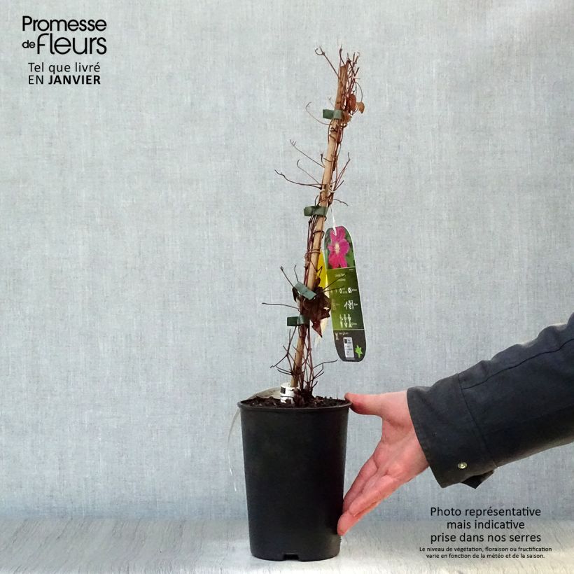 Example of Clematis Hania - Grootbloemige clematis Pot van 1,5 l/2 l as you get in hiver