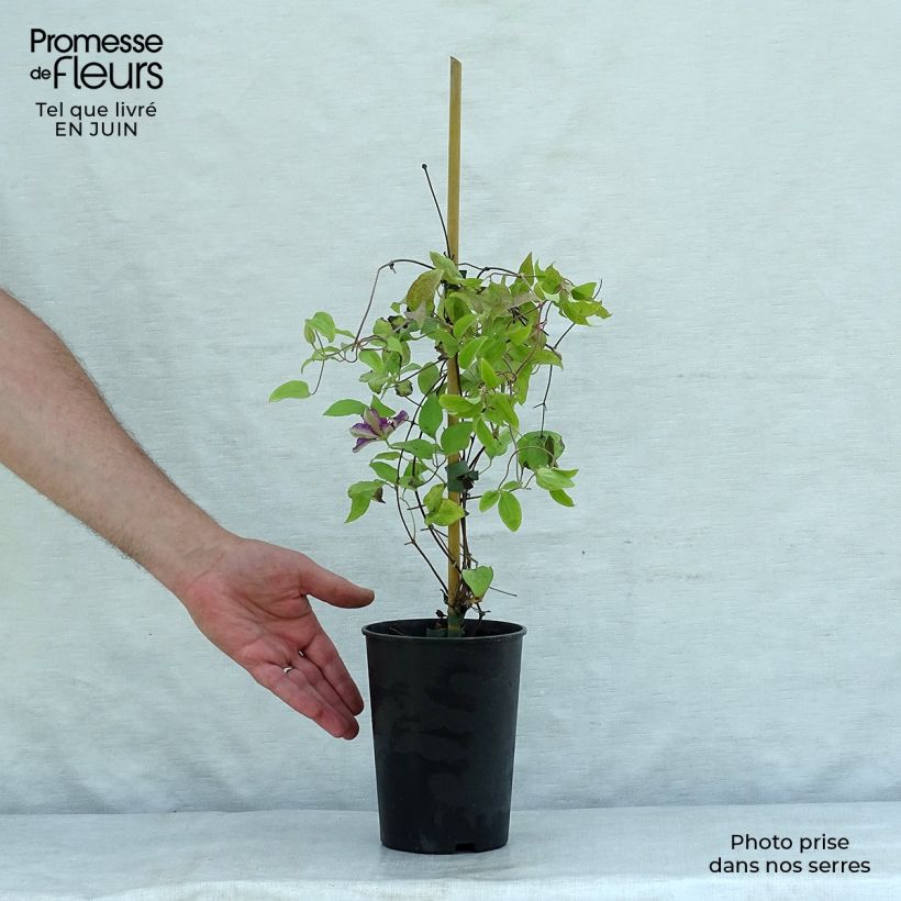 Exemplaar van Clematis Hania - Grootbloemige clematis Pot van 1,5 l/2 l zoals geleverd in de zomer