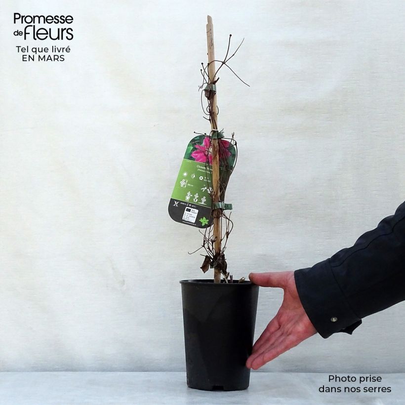 Exemplaar van Clematis Hania - Grootbloemige clematis Pot van 1,5 l/2 l zoals geleverd in de lente