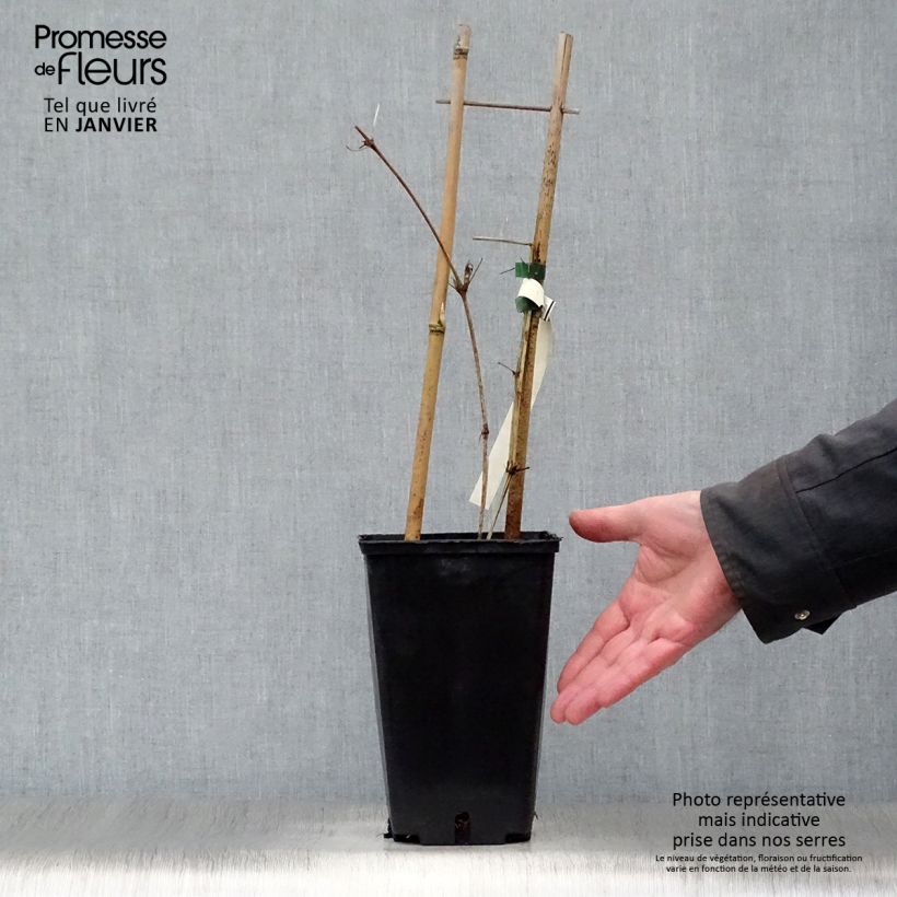 Example of Clematis Hania - Grootbloemige clematis Pot van 2 l/3 l as you get in hiver