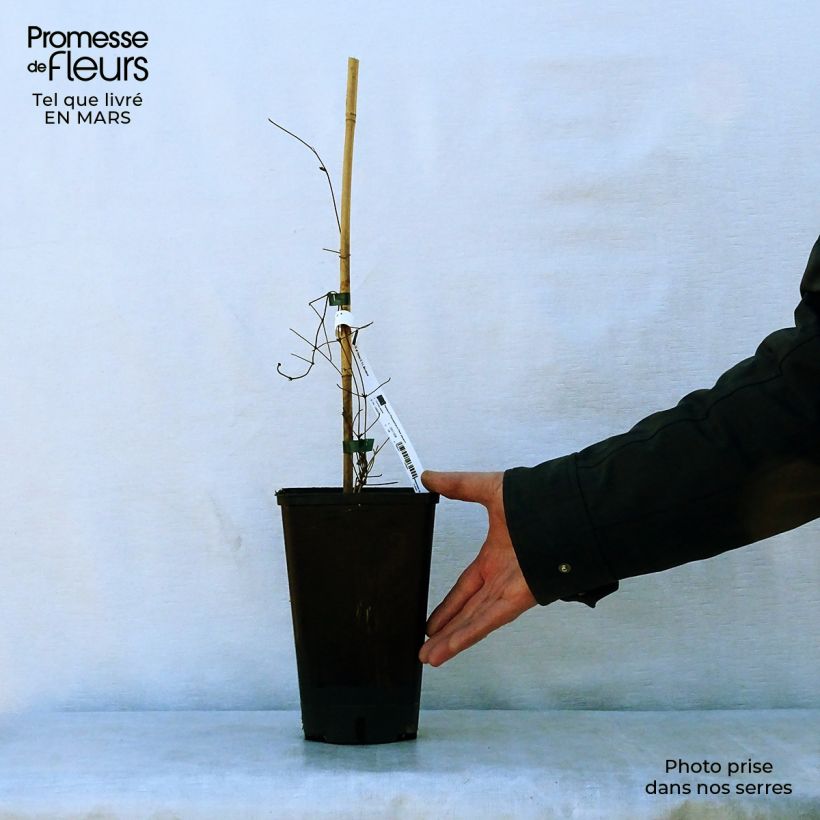 Exemplaar van Clematis Hania - Grootbloemige clematis Pot van 2 l/3 l zoals geleverd in de lente