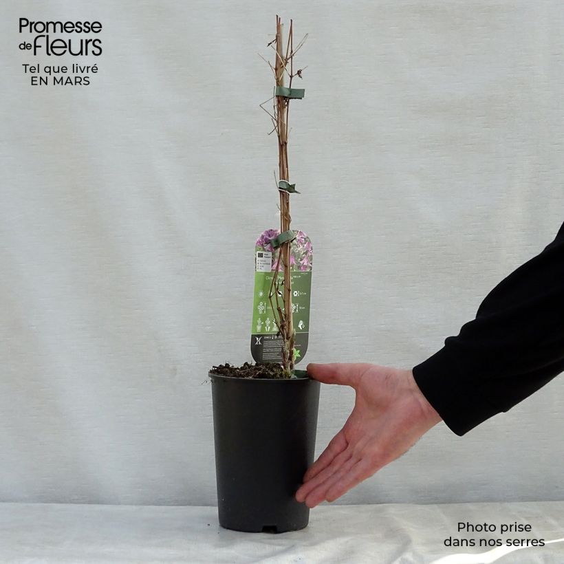 Exemplaar van Clematis diversifolia Hendryetta - Kleinbloemige clematis Pot van 2 l/3 l zoals geleverd in de lente