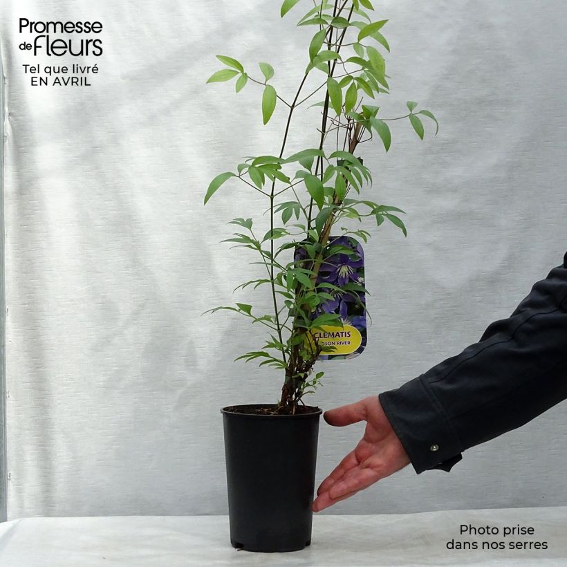 Exemplaar van Clematis diversifolia Hudson River - Kleinbloemige clematis Pot van 2 l/3 l zoals geleverd in de lente