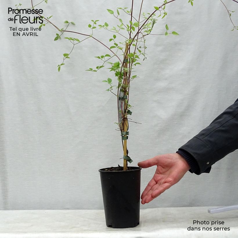 Exemplaar van Clematis Huldine - Italiaanse clematis Pot van 2 l/3 l zoals geleverd in de lente