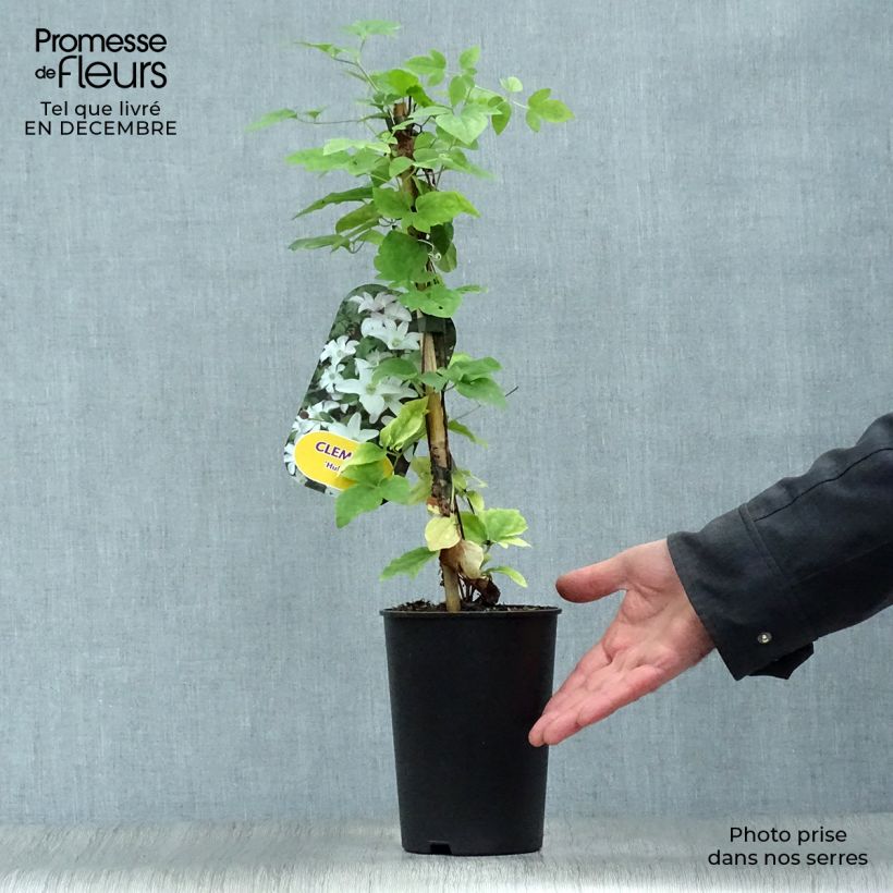 Example of Clématite - Clematis Huldine Pot van 2 l/3 l as you get in hiver