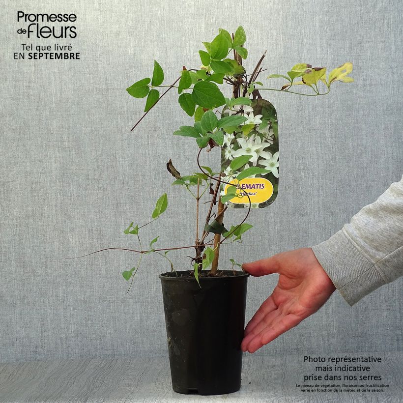 Exemplaar van Clematis Huldine - Italiaanse clematis Pot van 2 l/3 l zoals geleverd in de herfst