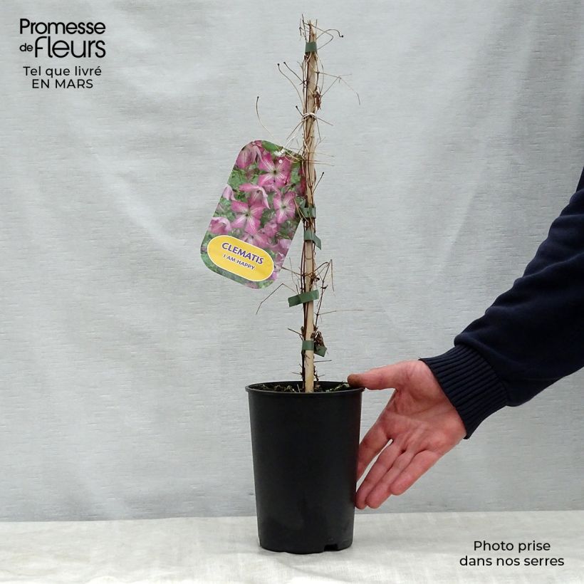 Exemplaar van Clematis viticella I am Happy - Italiaanse clematis Pot van 2 l/3 l zoals geleverd in de lente