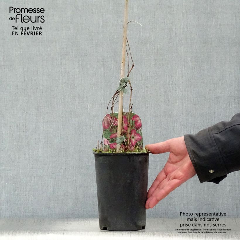 Example of Clématite - Clematis I am Happy Pot van 2 l/3 l as you get in hiver