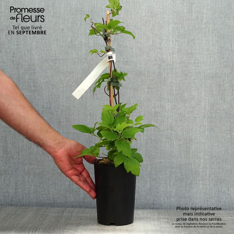 Exemplaar van Clematis I am Red Robin - Kleinbloemige clematis Pot van 2 l/3 l zoals geleverd in de herfst
