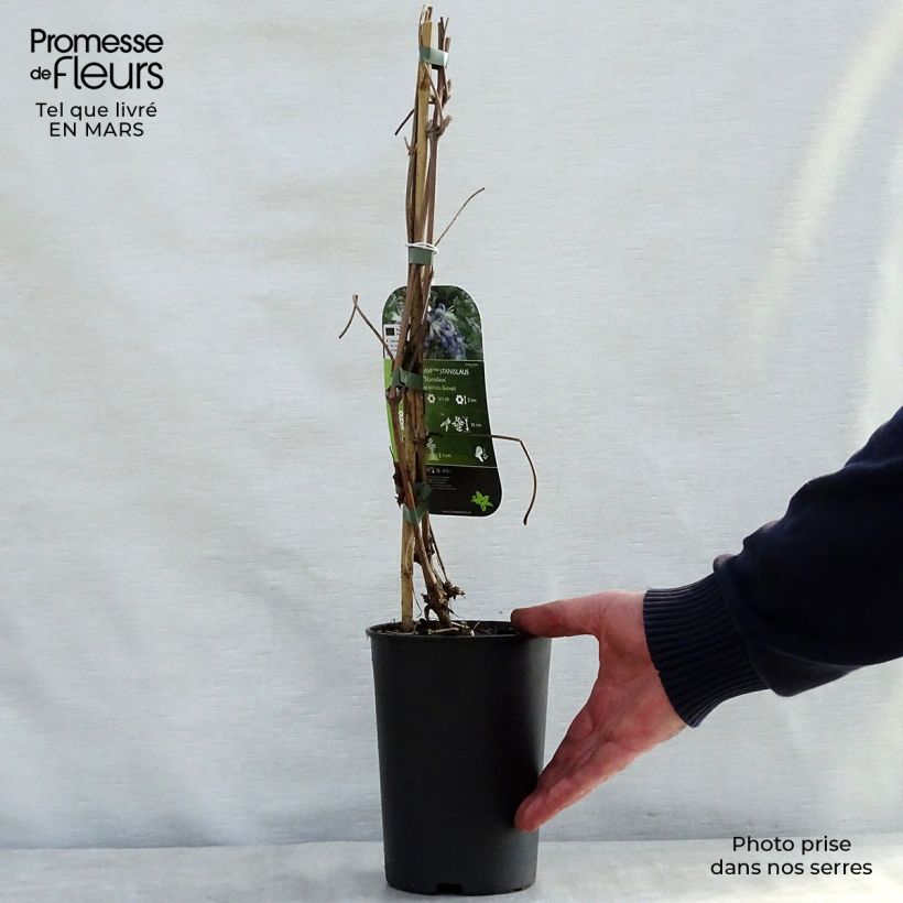 Exemplaar van Clematis heracleifolia Stanislaus - Struikclematis Pot van 2 l/3 l zoals geleverd in de lente