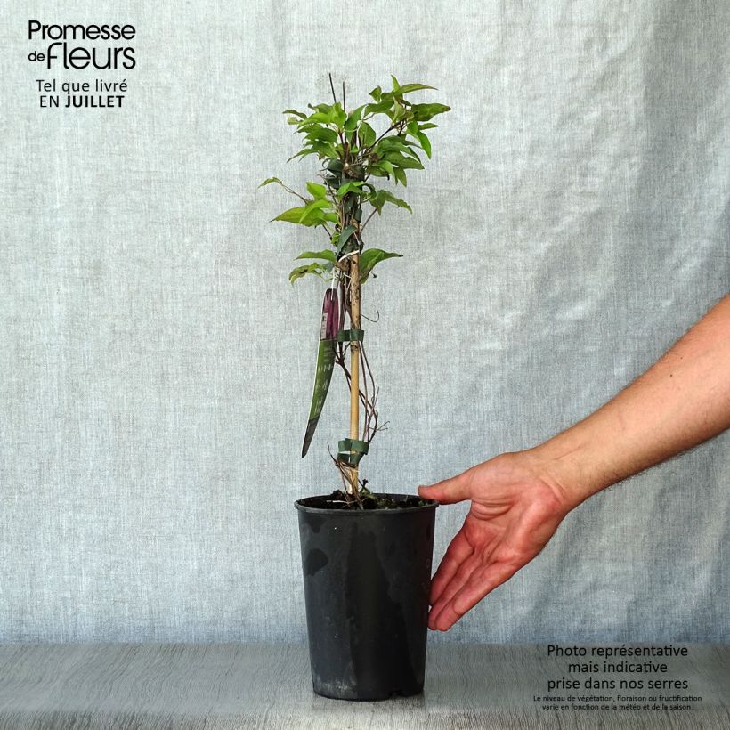 Exemplaar van Clematis patens Isabella Zo12220 - Bosrank Pot van 2 l/3 l zoals geleverd in de zomer